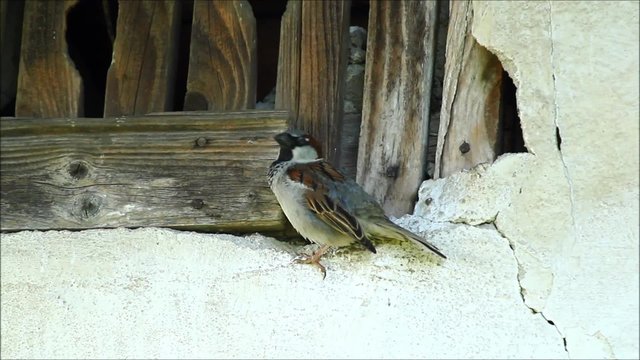 Sparrow (Passer domesticus) on a wall with cracks and wood
