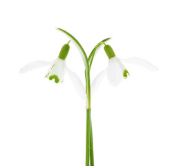 Two snowdrops isolated on white