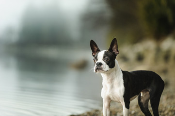Boston Terrier dog standing along rocky shore