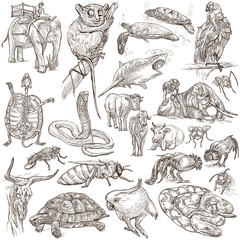 Animals - Freehand sketching, pack