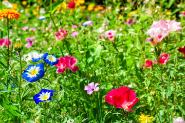 Fototapeta premium Blossoming flowerbeds in the park