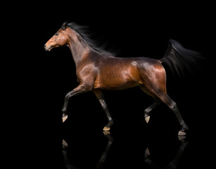 Fototapeta na wymiar isolate of the brown horse trotting on the black background