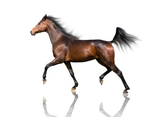 Fototapeta na wymiar isolate of the brown horse trotting on the white background