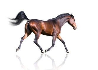isolate of the brown horse trotting on the white background