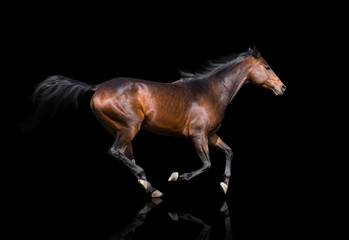 isolate of the brown horse trotting on the black background - obrazy, fototapety, plakaty