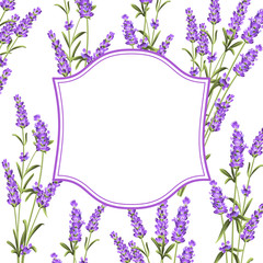 The Lavender frame line.