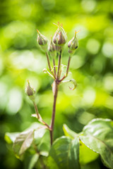 Young rosebud sprouts