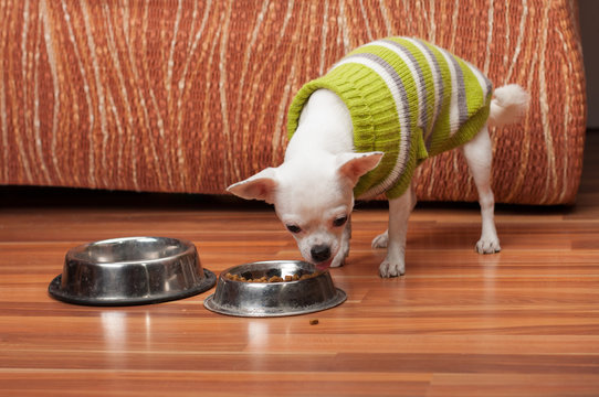 White Chihuahua dressed with pullover feeding granules at home
