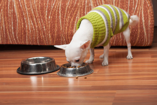 White Chihuahua dressed with pullover feeding granules at home