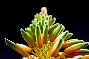 Aloe vera flower with details and dark background