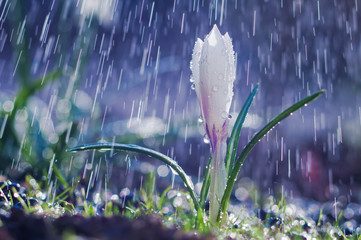 Wunderschöner weißer Frühlingskrokus im Frühlingsregen