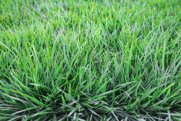 Green grass texture