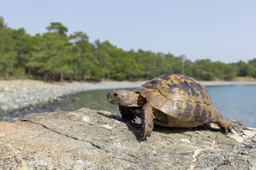 Fototapeta premium Land turtle crawling on rocks in natural conditions.