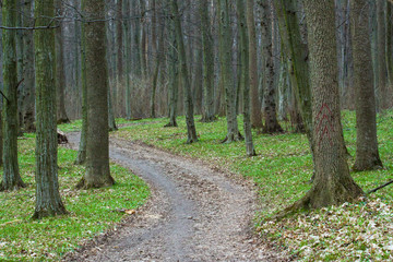 a path is in the forest