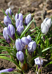 Fototapeta premium Spring crocuses.