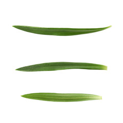 Single green chrysanthemus leaf isolated