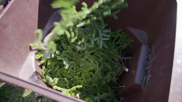Overhead view of composting bin with branches of Christmas Tree being thrown into it.  Slow motion, recorded in 4K at 60fps