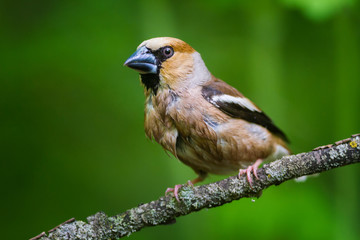 The Hawfinch after Bath