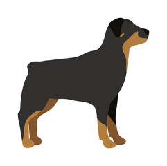 Angry flat dog pet and dog vector.