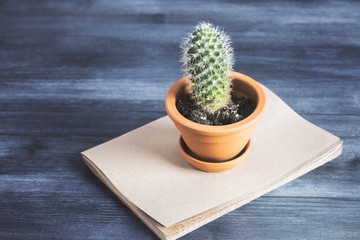 Cactus on copybook top