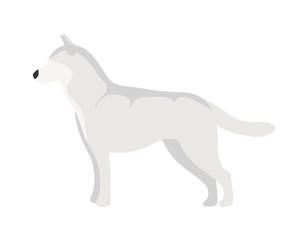 Flat dog pet and sitting cute vector
