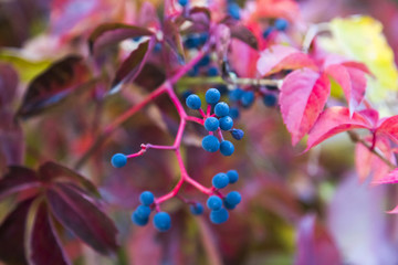 Colorful ivy leaves and berries close up