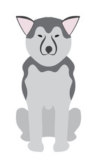 Obraz na płótnie Canvas Shepherd retriever dog domestic animal vector illustration. 
