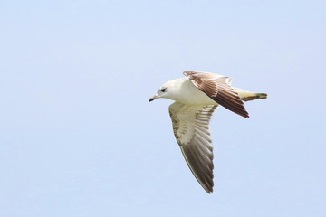 Black-headed Gull in flight, Larus ridibundus