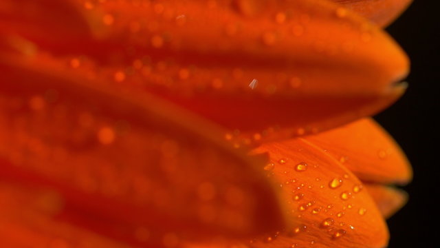Beautiful sunny flower orange gerbera