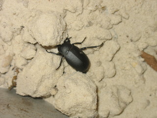 Unknown small beetle crawling on the ground.