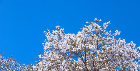 White Magnolia Flowers In Spring