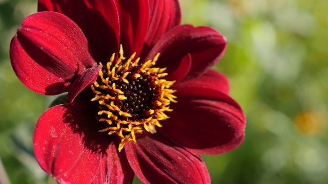 Shallow DOF peony deep red color dahlia flower in the garden 4K 2160p UltraHD footage - Dahlia Bishop of Auckland red plant shallow DOF 4K 3840X2160 UHD video