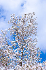 Naklejka premium White Magnolia Flowers In Spring