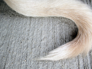white tail dog on floor