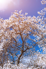 White Magnolia Flowers In Spring