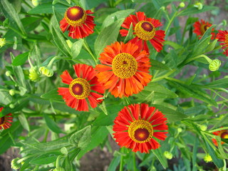 flower blooms in spring in the garden