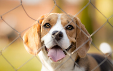 Cute Beagle dog behind fence portrait