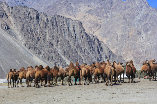 Camel at north India