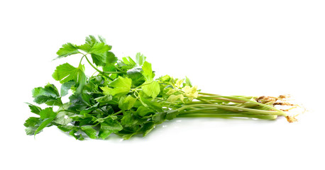 celery on the white background