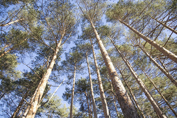 Fototapeta premium Top trees