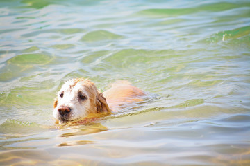 Golden Retriever dog swimming at the beach