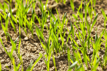field with cereals  