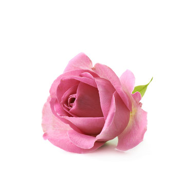 Single pink rose bud isolated