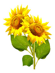 Obraz premium beautiful sunflower isolated on a white background