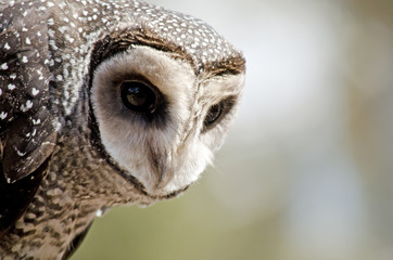 sooty owl