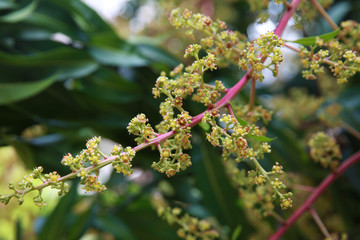 mango flowers