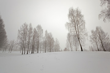 trees in winter  