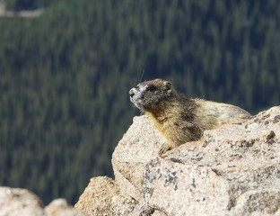 Marmot on Rocks