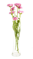 Naklejka na ściany i meble white pink chrysanthemum flowers .in vase isolated
