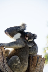koala and joey